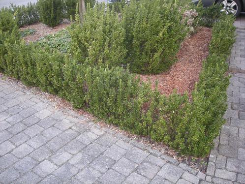 Euonymus japonicus - buxus vervanger, Tuin en Terras, Planten | Struiken en Hagen, Struik, Buxus, Minder dan 100 cm, Ophalen