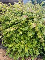 2x Kardinaalshoed struik +- 1m45, Tuin en Terras, Planten | Struiken en Hagen, Ophalen, Struik