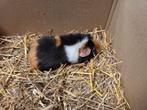 US teddy cavia, Dieren en Toebehoren, Cavia