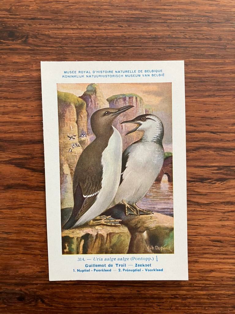 Vogels der Belgische Fauna Nr. 314 zeekoet, Collections, Cartes postales | Animaux, Enlèvement ou Envoi, 1940 à 1960, Non affranchie