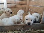 Labrador pups op de boerderij, Dieren en Toebehoren, CDV (hondenziekte), Meerdere, 8 tot 15 weken, Meerdere dieren