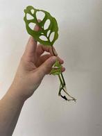 Monstera obliqua peru, Enlèvement ou Envoi