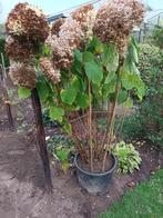 Hydrangea Annabelle, Tuin en Terras, Ophalen, Halfschaduw