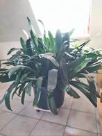 Kamerplanten zeer grote Clivia, Huis en Inrichting, Kamerplanten, Ophalen, Overige soorten, Halfschaduw, In pot