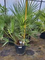 Chamaerops humilis, 80cm hoog, -15, Ophalen of Verzenden