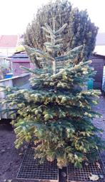 Kerstboom met wortel, Tuin en Terras, Planten | Bomen, Ophalen, In pot, Overige soorten, 100 tot 250 cm