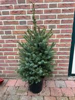 Picea Omorika kerstversiering., Ophalen
