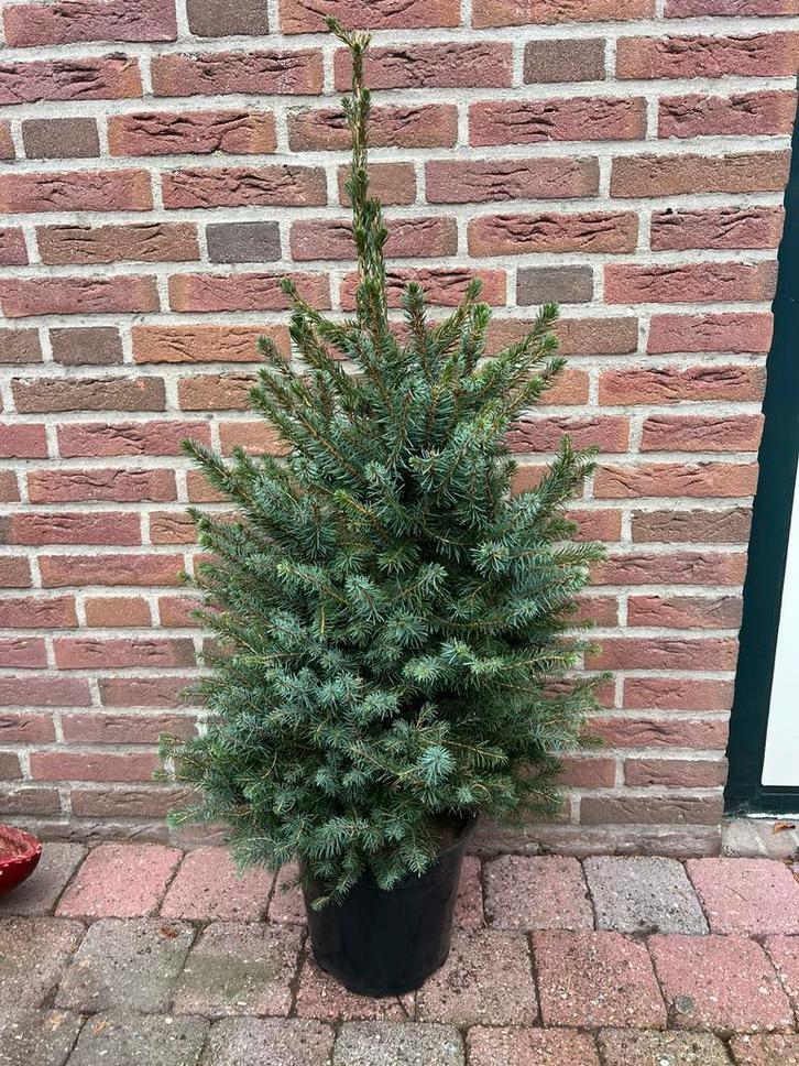 Picea Omorika kerstversiering., Jardin & Terrasse, Plantes | Arbustes & Haies, Enlèvement