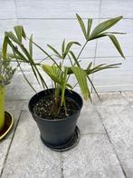 Jonge Palmboompjes Trachycarpus fortunei, Tuin en Terras, Planten | Bomen, In pot, Minder dan 100 cm, Volle zon, Ophalen