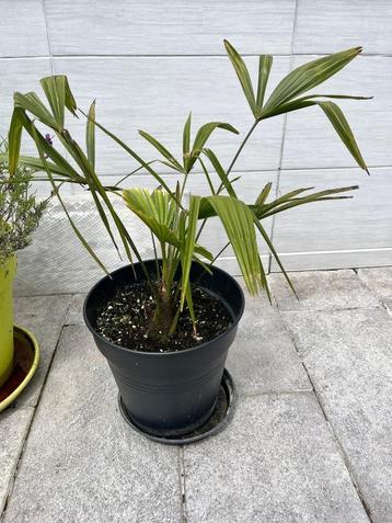  Jonge Palmboompjes Trachycarpus fortunei