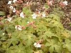 Gemengd pakket geraniums (24 stuks), Tuin en Terras, Planten | Tuinplanten, Vaste plant, Halfschaduw, Zomer, Ophalen