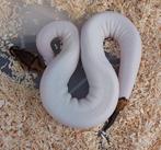 Python regius piebald high white, Animaux & Accessoires, Reptiles & Amphibiens, Serpent, 0 à 2 ans