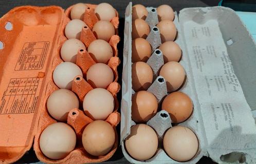 Verse eitjes, Dieren en Toebehoren, Pluimvee