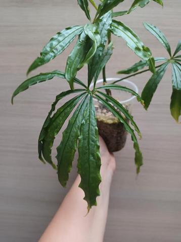 Anthurium polyschistum  beschikbaar voor biedingen