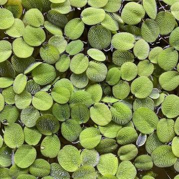 Aquariumplant (drijfplant) - Salvinia beschikbaar voor biedingen