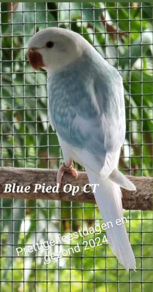 Halsband parkieten, Dieren en Toebehoren, Vogels | Parkieten en Papegaaien