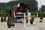 Zeer brave schoolmaster/leermeester, Dieren en Toebehoren, Paarden, Springpaard, Z, Gechipt, Ruin