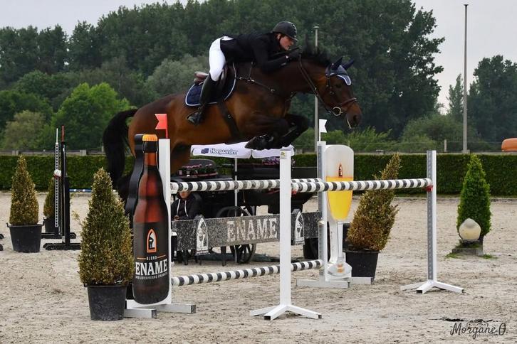 Zeer brave schoolmaster/leermeester, Dieren en Toebehoren, Paarden, Ruin, Z, 170 tot 175 cm, 11 jaar of ouder, Springpaard, Met stamboom