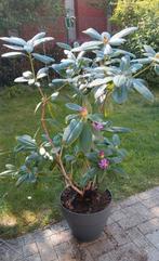 Rhododendron in pot, zeer vitale plant., Ophalen, Rhododendron