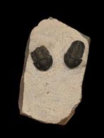 Dubbele trilobiet uit marokko 8 cm matrix., Verzamelen, Ophalen of Verzenden, Fossiel