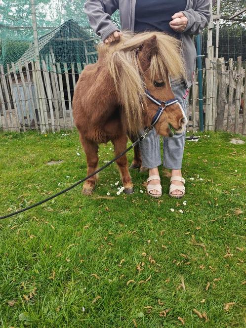 Minipaardje, Dieren en Toebehoren, Pony's, Merrie, Niet van toepassing, 11 jaar of ouder, Met stamboom, Gechipt, Ontwormd, Ingeënt