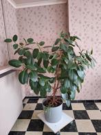 Grote kamerplant ficus (incl. bloempot), Maison & Meubles, Plantes d'intérieur, Enlèvement, Ficus