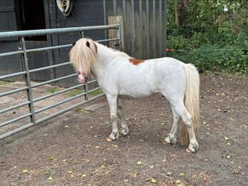Te koop, hengst, BMP,NMPRS,minipaard, miniatuurpaard, pony beschikbaar voor biedingen