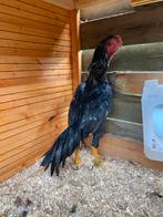 Zwarte shamo jap haan, Dieren en Toebehoren, Pluimvee