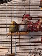 2 budgies te koop, Dieren en Toebehoren, Meerdere dieren, Parkiet