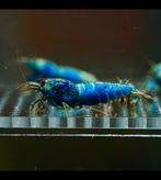 Blue bolt caridina garnalen