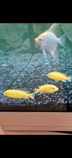 6 gele chicliden, Dieren en Toebehoren, Vis, Zoetwatervis