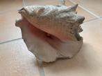 2 grote oude zeeschelpen / koninklijke conch, Verzamelen, Ophalen, Schelp(en)