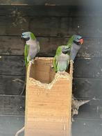 Derbyan parkieten, Dieren en Toebehoren, Meerdere dieren, Parkiet, Geringd