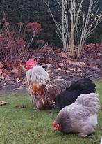 Cochin kriel haan, Dieren en Toebehoren, Pluimvee, Mannelijk, Kip