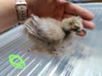 Zijdehoen USA, Dieren en Toebehoren, Geslacht onbekend