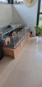 Caviakooi met alle toebehoren, Dieren en Toebehoren, Ophalen