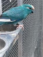 Kakariki’s, Plusieurs animaux, Perruche, Bagué