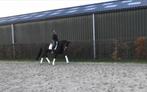 5 jarige Sandro Hit x De Niro merrie, Dieren en Toebehoren, Paarden, Merrie, Gechipt, Dressuurpaard, 3 tot 6 jaar