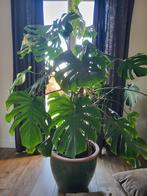 Monstera deliciosa, Ophalen