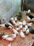 21 LAATSTE  kuikens uitkomst 14 mei 100% hennen, Kip, Vrouwelijk