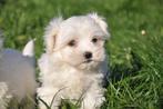Maltezer pups
