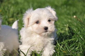 Maltezer pups beschikbaar voor biedingen