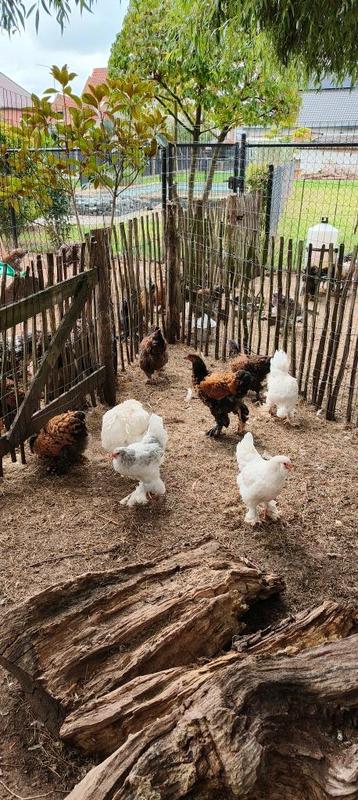 Brahma's 4 stuks beschikbaar voor biedingen
