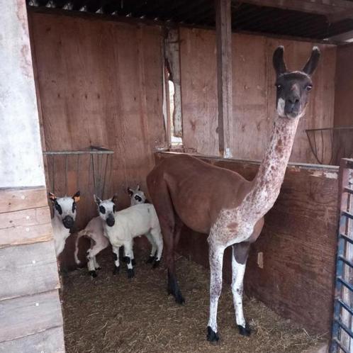 Wij scheren jullie schaapjes&alpaca’s, Dieren en Toebehoren, Schapen, Geiten en Varkens