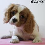 Cavalier King Charles - chiots à vendre, 15 semaines à 1 an, Parvovirose, Autres races, Plusieurs animaux