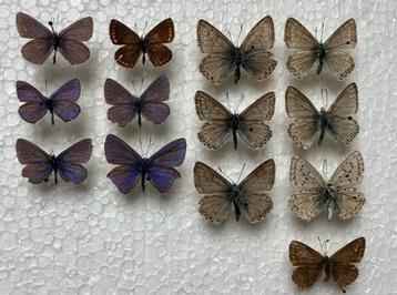 Lot lycaenidae uit Huesca, Spaanse Pyreneeën beschikbaar voor biedingen