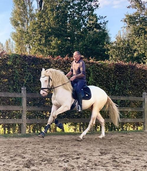 Uitzonderlijk knap en beloftevol dressuurpaard, Animaux & Accessoires, Chevaux, Étalon, B, 160 à 165 cm, 3 à 6 ans, Cheval de dressage