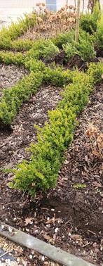 Een soort van buxus, Tuin en Terras, Ophalen