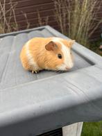 Cavia mannetej, Dieren en Toebehoren, Knaagdieren, September, Mannelijk, Cavia