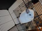 Chinchilla, Dieren en Toebehoren, Knaagdieren, Chinchilla, Februari, Vrouwelijk, Tam